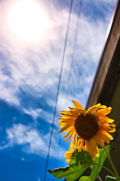 Foto vista de ángulo bajo de una planta con flores contra el cielo