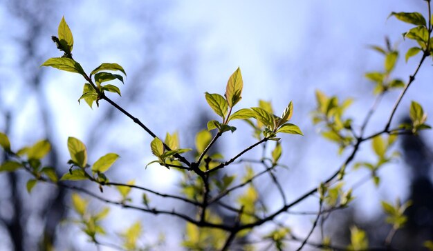 Foto vista de ángulo bajo de una planta con flores contra el cielo