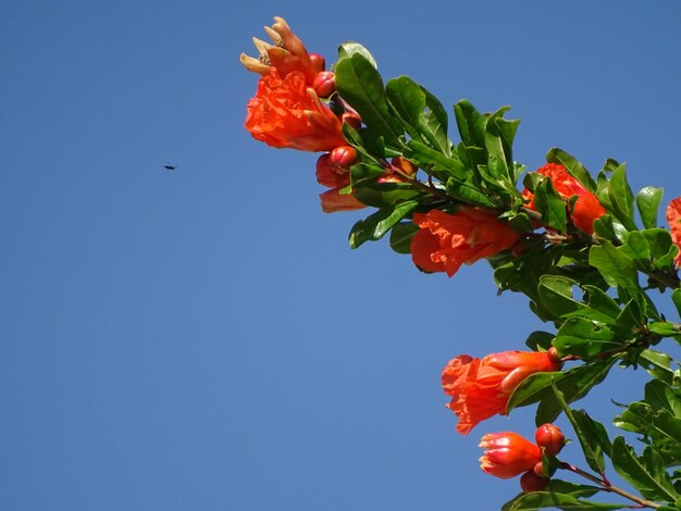 Foto vista de ángulo bajo de una planta con flores rojas contra un cielo azul claro