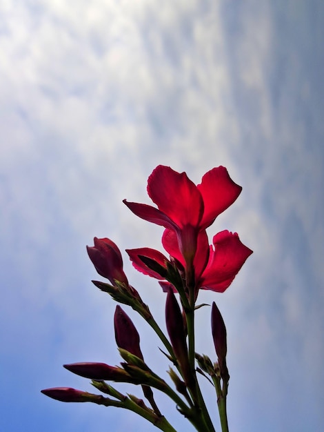 Vista de ángulo bajo de una planta con flores rojas contra el cielo