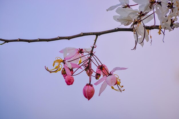 Vista de ángulo bajo de una planta con flores rosas contra el cielo