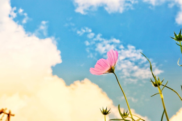 Foto vista de ángulo bajo de una planta con flores rosas contra el cielo