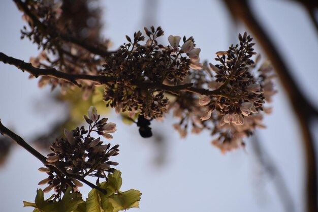 Foto vista en bajo ángulo de una planta con flores