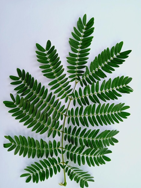 Foto vista de ángulo bajo de una planta en maceta contra el cielo