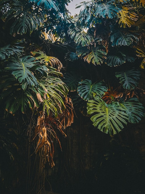 Foto vista en bajo ángulo de la planta de monstruos