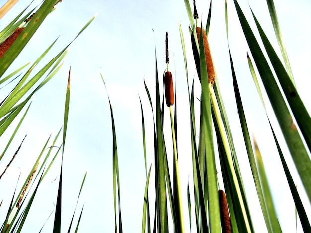 Vista en bajo ángulo de plantas de bambú contra un cielo despejado