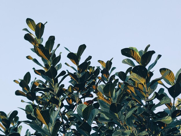 Foto vista en bajo ángulo de las plantas contra un cielo azul claro