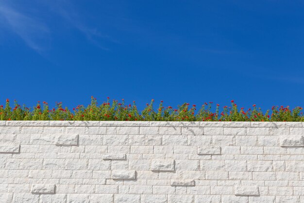 Foto vista en bajo ángulo de las plantas contra el cielo azul