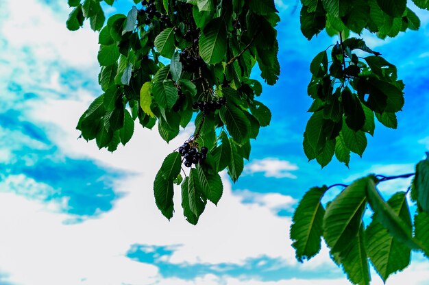 Vista en bajo ángulo de las plantas contra el cielo azul