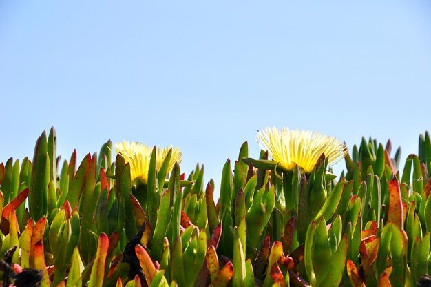 Foto vista en bajo ángulo de las plantas contra un cielo despejado