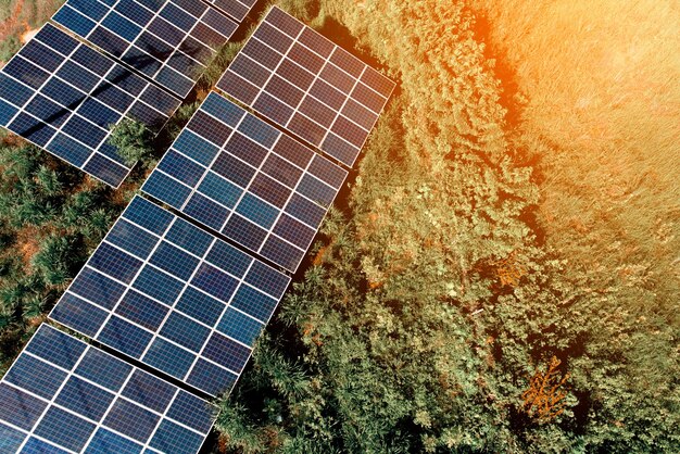 Foto vista en bajo ángulo de las plantas contra el cielo