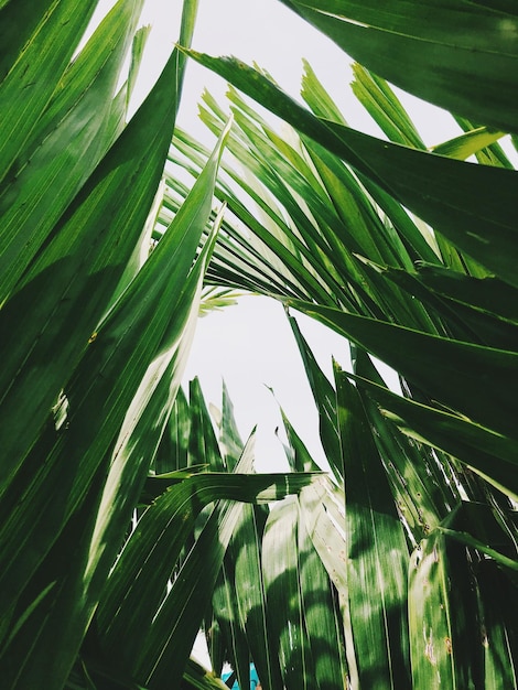 Vista en bajo ángulo de las plantas contra el cielo