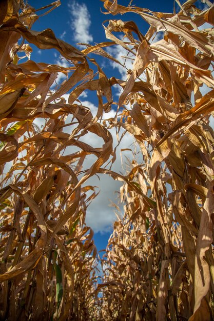 Foto vista en bajo ángulo de las plantas contra el cielo