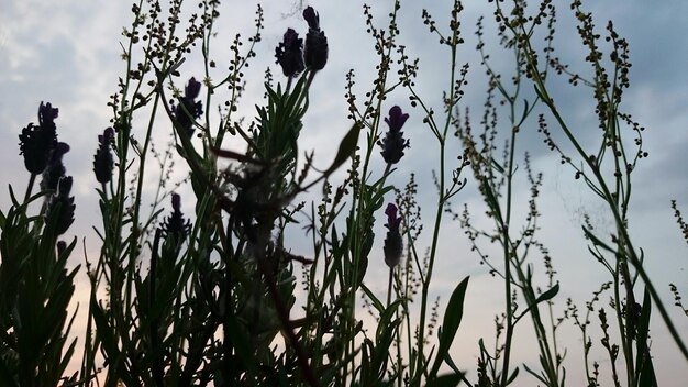 Foto vista en bajo ángulo de las plantas contra el cielo