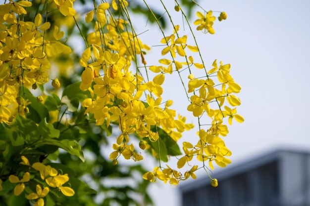 Vista de ángulo bajo de plantas con flores amarillas frescas contra el cielo