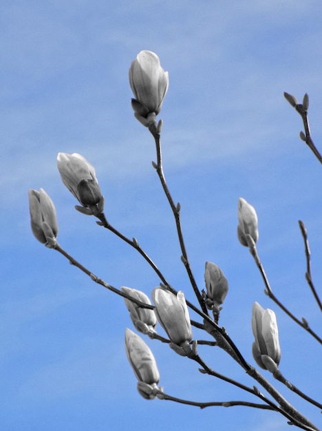 Foto vista de ángulo bajo de plantas con flores blancas contra el cielo azul