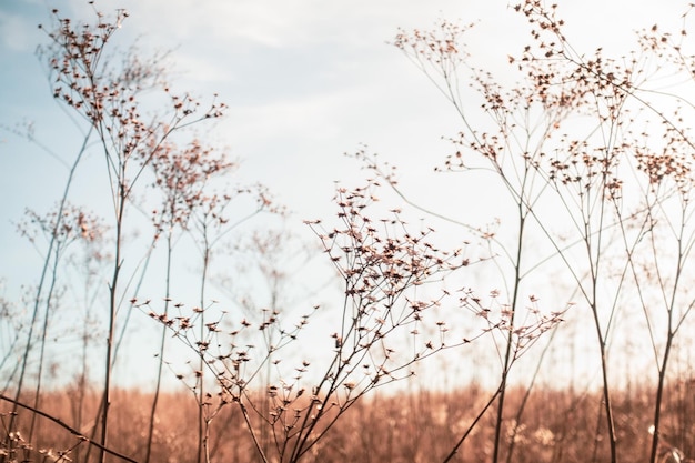 Vista de bajo ángulo de plantas con flores en el campo contra el cielo