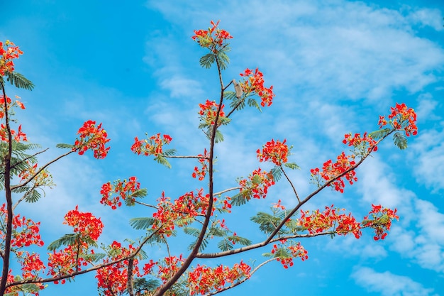 Vista en bajo ángulo de plantas con flores contra el cielo azul