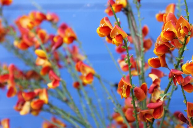 Vista en bajo ángulo de plantas con flores contra el cielo