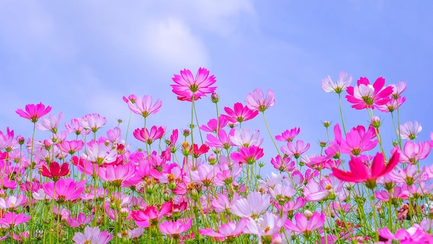 Vista en ángulo bajo de las plantas con flores del cosmos rosa contra el cielo azul