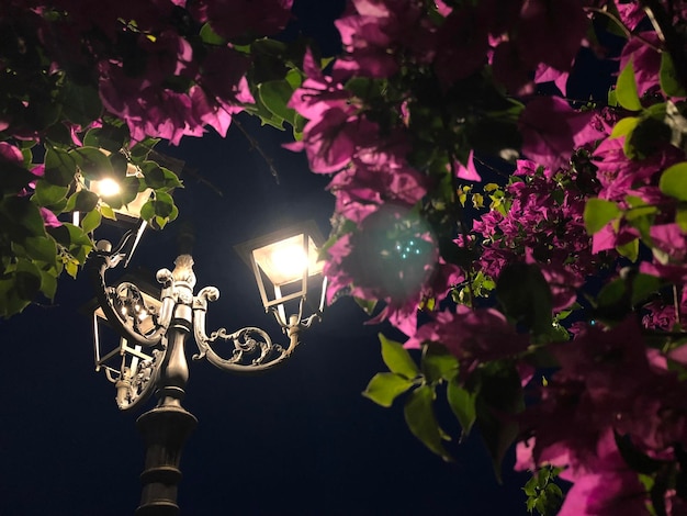 Foto vista de ángulo bajo de plantas con flores rosas contra el cielo