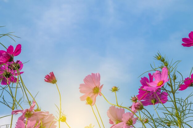 Foto vista de ángulo bajo de plantas con flores rosas contra el cielo