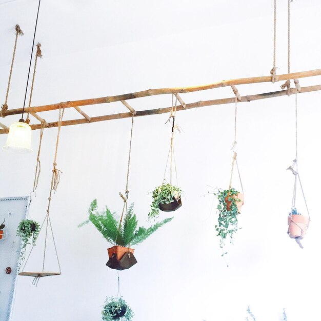 Foto vista de ángulo bajo de plantas en maceta colgando de una escalera contra el cielo