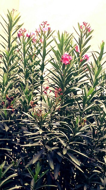 Vista en bajo ángulo de las plantas que crecen en el árbol