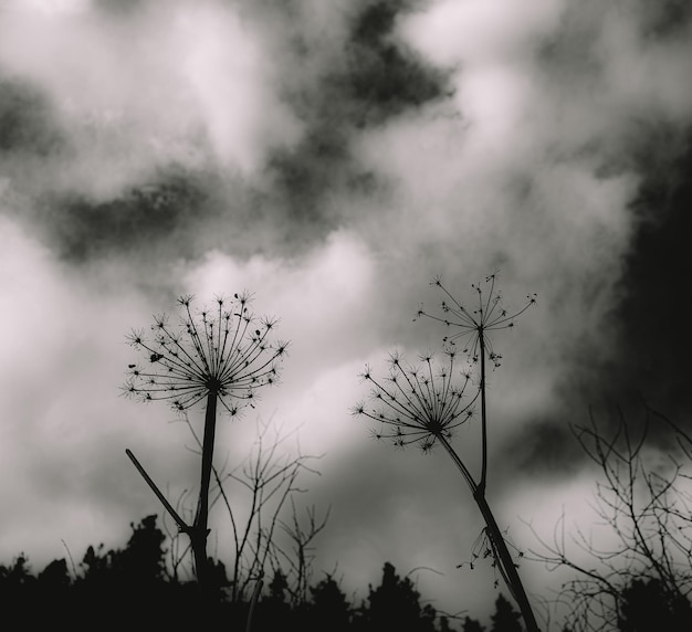 Vista de ángulo bajo de plantas siluetas contra el cielo