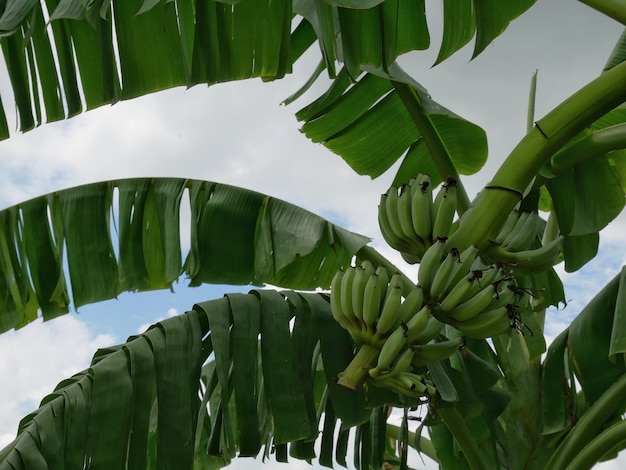 Vista desde un ángulo bajo del plátano