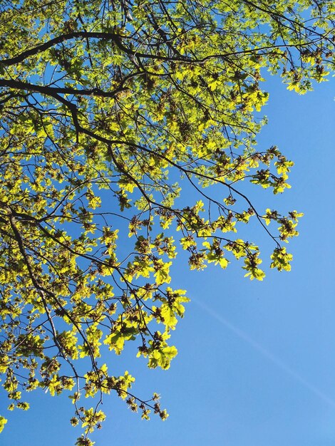 Vista de ángulo bajo de la rama de un árbol contra el cielo azul