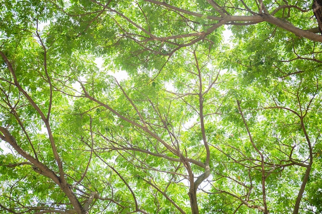 Vista de ángulo bajo de rama de árbol de hojas verdes