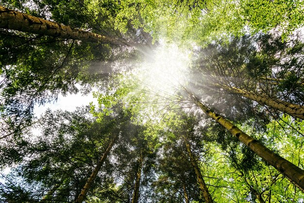 Vista de ángulo bajo de ramas de árboles sobre fondo de cielo azul y luces solares en el bosque