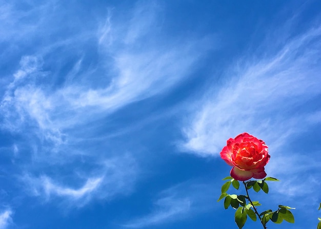 Foto vista de ángulo bajo de la rosa roja contra el cielo azul