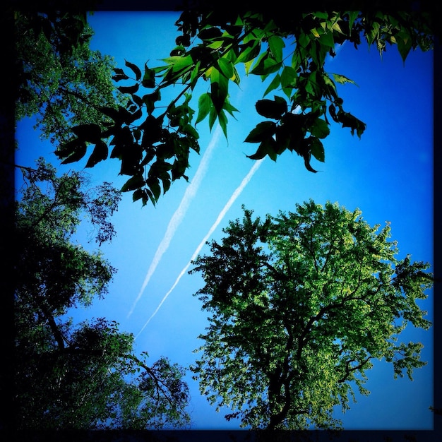 Foto vista en bajo ángulo de senderos de vapor y árboles