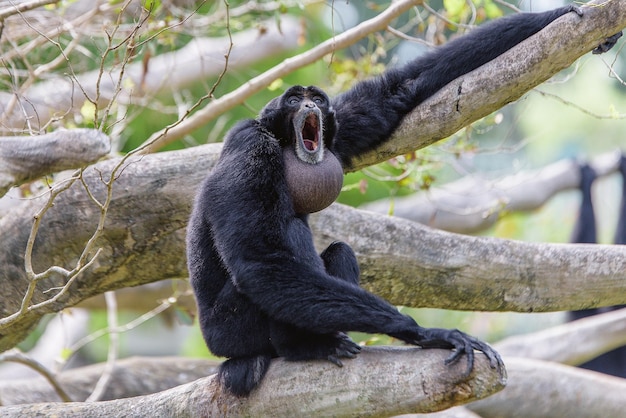 Vista de bajo ángulo de siamang sentado en una rama de árbol