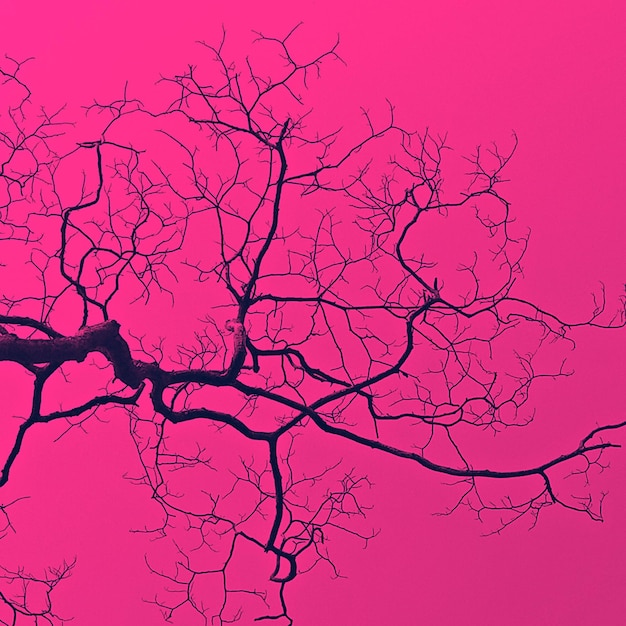 Vista de bajo ángulo de la silueta del árbol contra el cielo al atardecer
