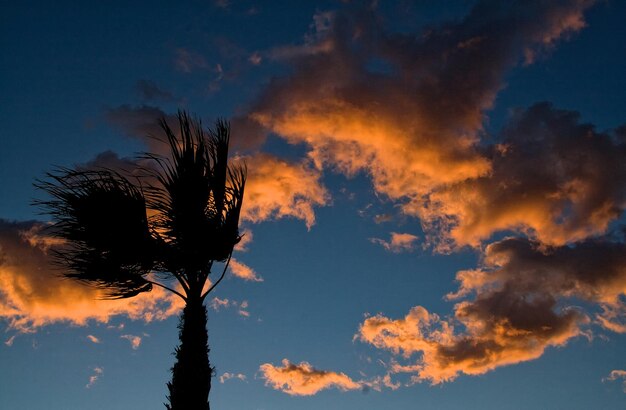 Foto vista de ángulo bajo de la silueta del árbol contra el cielo dramático