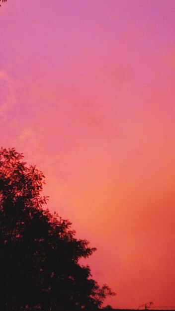 Foto vista de ángulo bajo de la silueta del árbol contra el cielo romántico