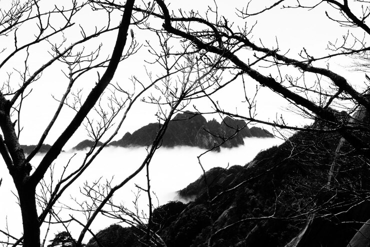 Foto vista de bajo ángulo de la silueta del árbol contra el cielo