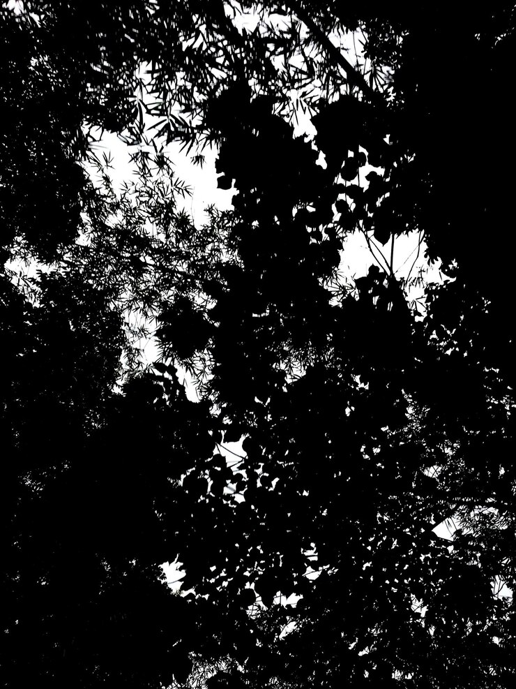 Vista de bajo ángulo de la silueta del árbol contra el cielo