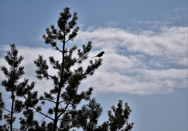 Vista de ángulo bajo de la silueta del árbol contra el cielo