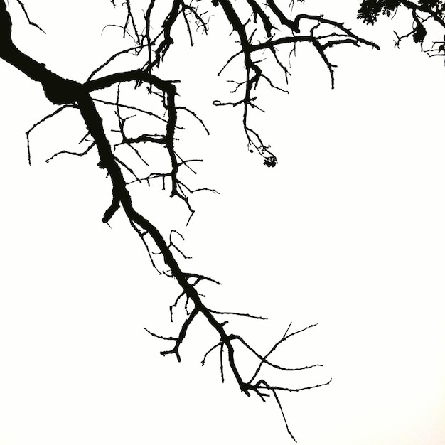 Vista de bajo ángulo de una silueta de árbol desnudo contra un cielo despejado