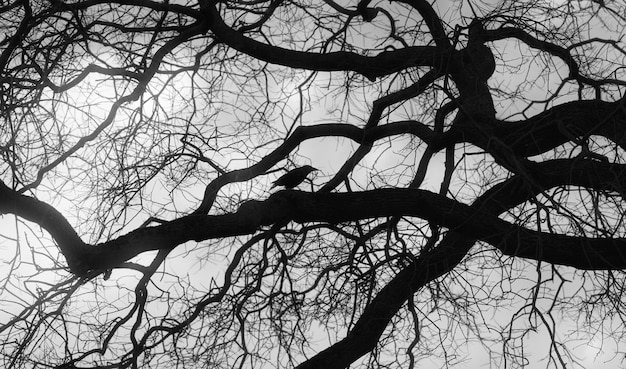 Foto vista en bajo ángulo de la silueta de un árbol desnudo contra el cielo