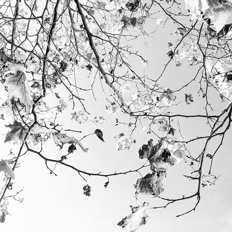 Foto vista de bajo ángulo de la silueta del árbol desnudo contra el cielo