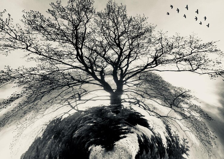 Foto vista de bajo ángulo de la silueta del árbol desnudo contra el cielo