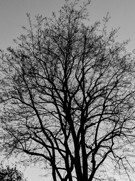 Vista en bajo ángulo de la silueta de un árbol desnudo contra el cielo