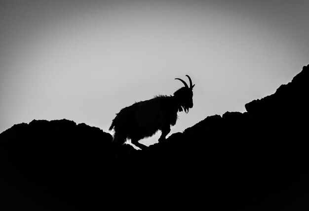 Foto vista en bajo ángulo de la silueta de un caballo contra un cielo despejado