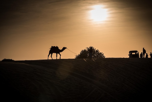 Foto vista de bajo ángulo de silueta de camello en el desierto durante la puesta de sol