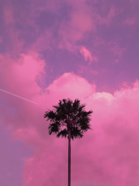 Vista de ángulo bajo de la silueta de la palmera de coco contra el cielo romántico